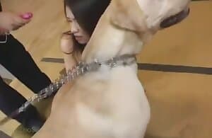 Con chó nô lệ châu Á bị xích