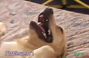 Dơ bẩn gã fucks nữ con chó với niềm vui XXX